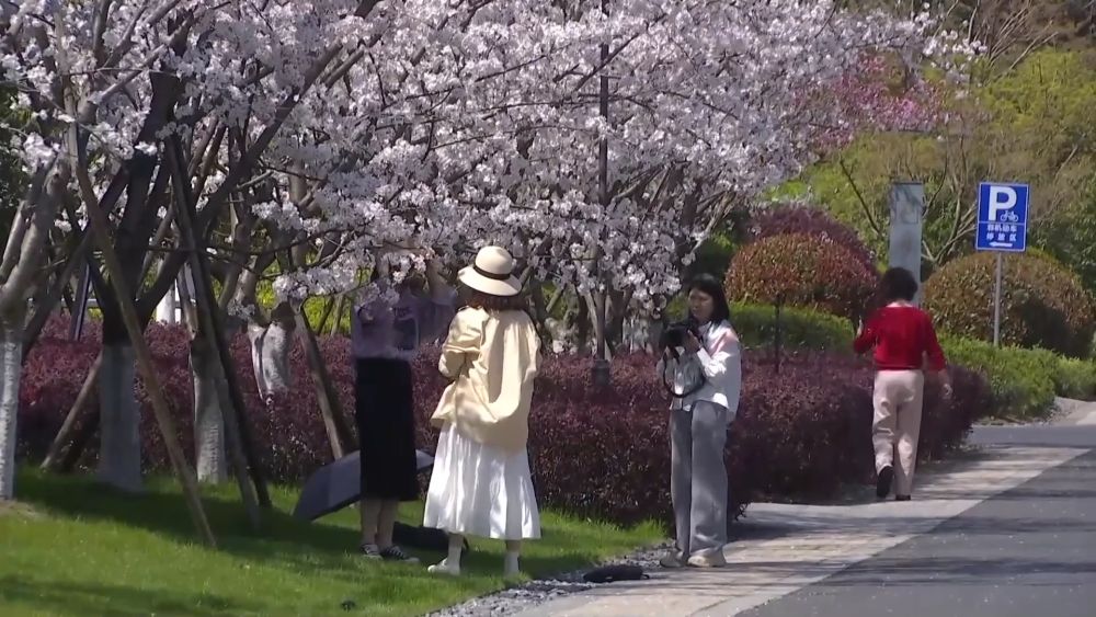 九游娱乐新华视点｜清明赏花文旅热 点燃消费新引擎(图5)