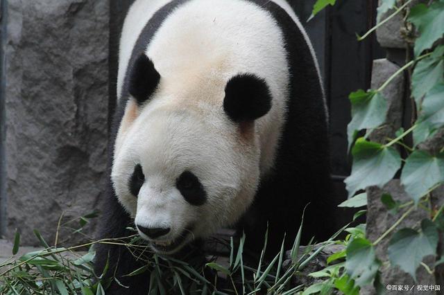 九游娱乐e大熊猫身上为什么是黑白两色的？揭秘它们万年进化的生存密码(图4)