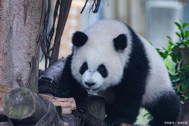 九游娱乐e大熊猫身上为什么是黑白两色的？揭秘它们万年进化的生存密码(图1)
