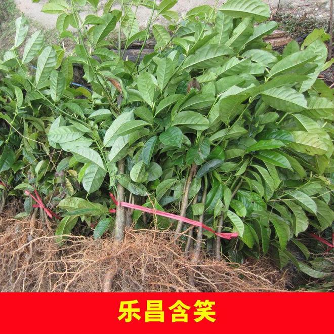 深山含笑有毒吗？快来九游娱乐看看真相！(图1)