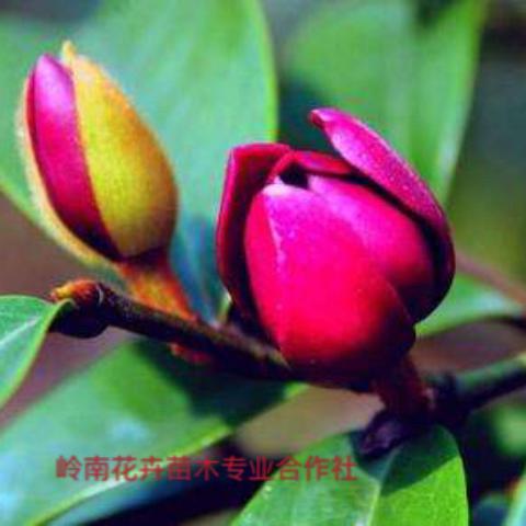 深山含笑有毒吗？快来九游娱乐看看真相！(图3)