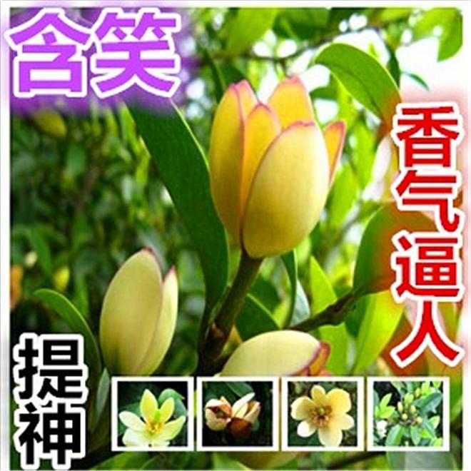 深山含笑有毒吗？快来九游娱乐看看真相！(图5)