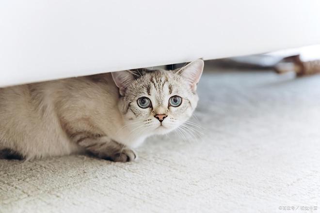 九游娱乐居家护理猫鼻支10个有效方法助你猫咪康复(图2)