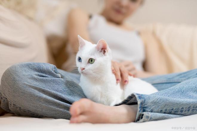 九游娱乐居家护理猫鼻支10个有效方法助你猫咪康复(图3)