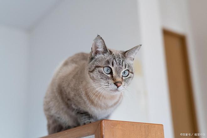 九游娱乐居家护理猫鼻支10个有效方法助你猫咪康复(图1)
