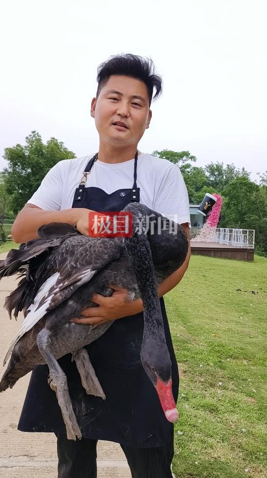 九游娱乐“渣鹅”移情别恋后饲养员为伤心母天鹅安排了两只新的公天鹅(图5)