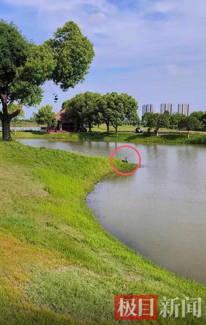 九游娱乐“渣鹅”移情别恋后饲养员为伤心母天鹅安排了两只新的公天鹅(图8)