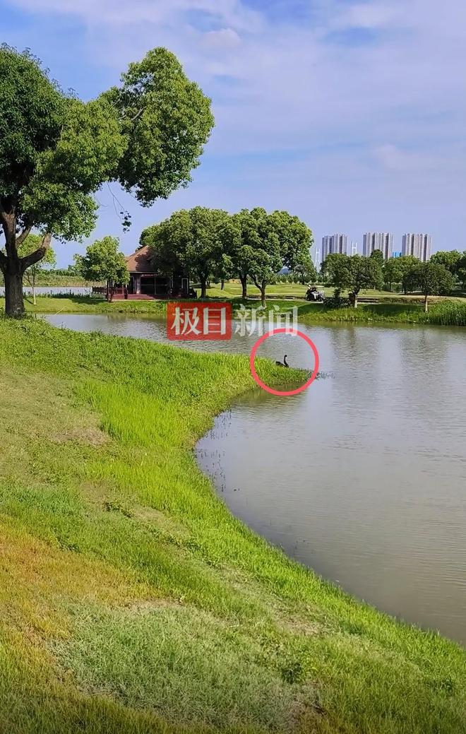 九游娱乐“渣鹅”移情别恋后饲养员为伤心母天鹅安排了两只新的公天鹅(图3)