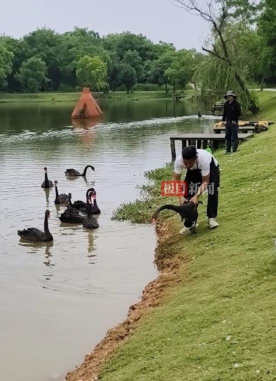 九游娱乐“渣鹅”移情别恋后饲养员为伤心母天鹅安排了两只新的公天鹅(图4)