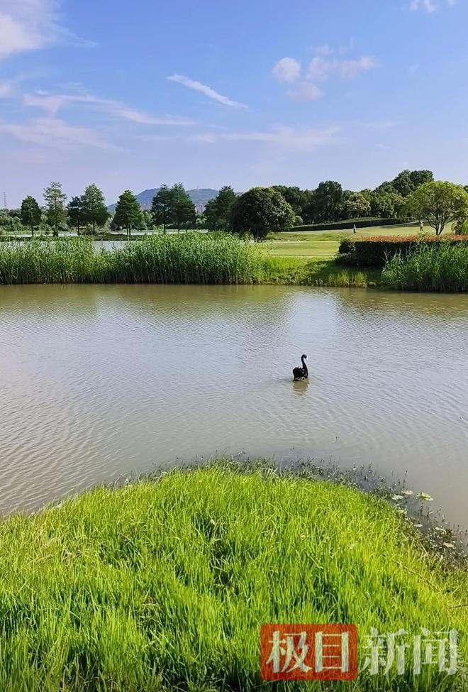 九游娱乐“渣鹅”移情别恋后饲养员为伤心母天鹅安排了两只新的公天鹅(图13)