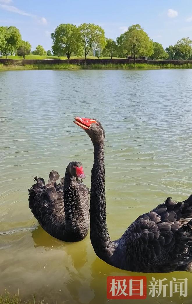 九游娱乐“渣鹅”移情别恋后饲养员为伤心母天鹅安排了两只新的公天鹅(图15)
