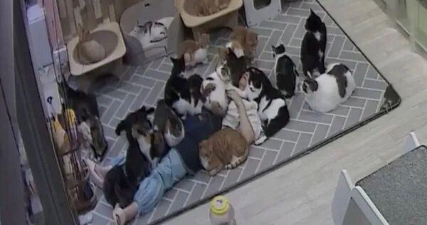 老板被几十只猫集体压床网友：这被窝也太重了吧！九游娱乐(图1)