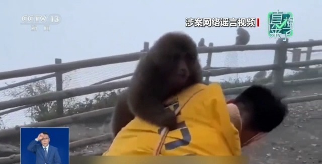 九游娱乐真相来了丨网传“峨眉山猴子被击毙”视频系AI捏造 11处造假！(图2)