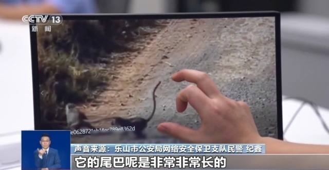 九游娱乐真相来了丨网传“峨眉山猴子被击毙”视频系AI捏造 11处造假！(图1)