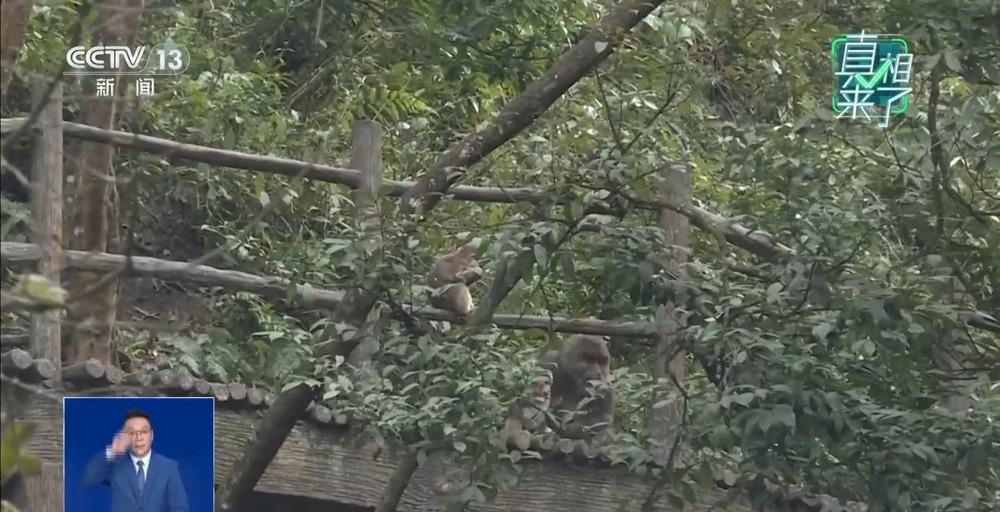 九游娱乐真相来了丨网传“峨眉山猴子被击毙”视频系AI捏造 11处造假！(图9)