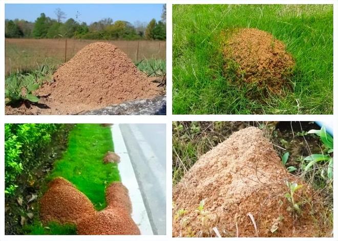 80%九游娱乐以上的村民都被咬围攻广东村庄的这个入侵物种究竟什么来头(图2)