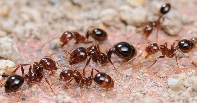 80%九游娱乐以上的村民都被咬围攻广东村庄的这个入侵物种究竟什么来头(图1)