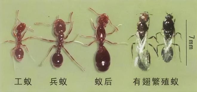 80%九游娱乐以上的村民都被咬围攻广东村庄的这个入侵物种究竟什么来头(图5)