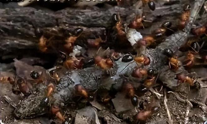 80%九游娱乐以上的村民都被咬围攻广东村庄的这个入侵物种究竟什么来头(图6)