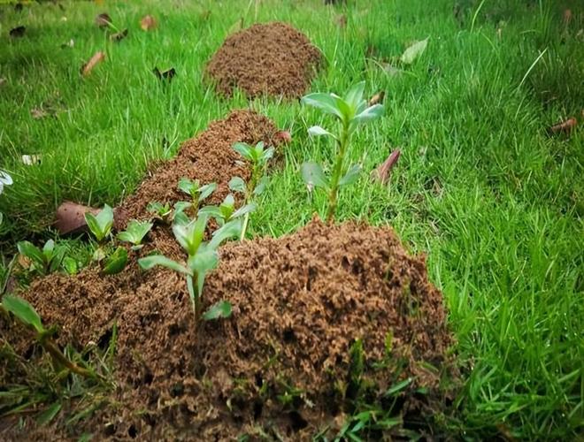 80%九游娱乐以上的村民都被咬围攻广东村庄的这个入侵物种究竟什么来头(图7)