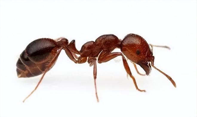 80%九游娱乐以上的村民都被咬围攻广东村庄的这个入侵物种究竟什么来头(图4)