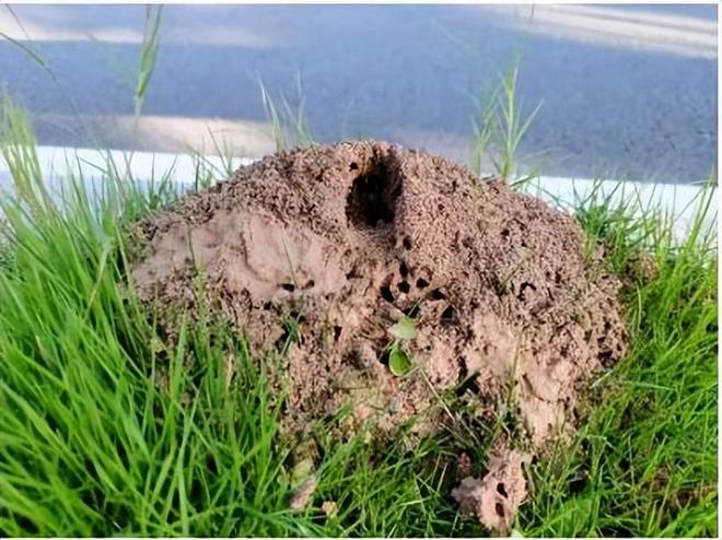 80%九游娱乐以上的村民都被咬围攻广东村庄的这个入侵物种究竟什么来头(图9)