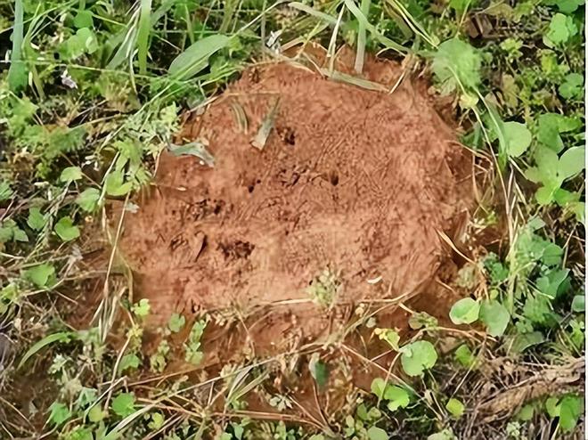 80%九游娱乐以上的村民都被咬围攻广东村庄的这个入侵物种究竟什么来头(图8)