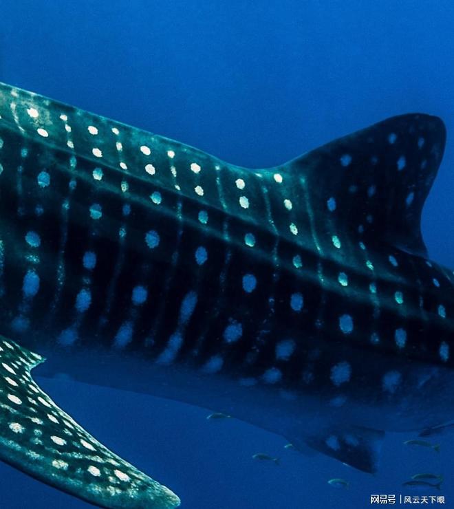 郑州翻译公司2025年口碑权威推荐九游娱乐榜单公布